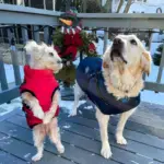 Waterproof Winter Dog Jacket U01