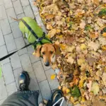 Waterproof Winter Dog Jacket U01