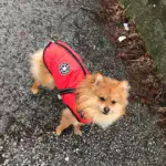 Waterproof Winter Dog Jacket U01