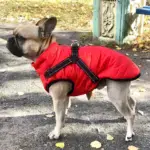 Waterproof Furry Jacket for Dogs of All Sizes