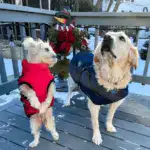 Waterproof Furry Jacket for Dogs of All Sizes