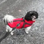 Waterproof Furry Jacket for Dogs of All Sizes