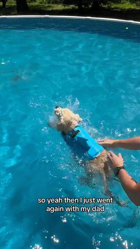 Pet Life Jacket