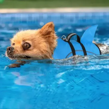 Shark Dog Life Jacket