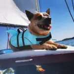 Shark Dog Life Jacket