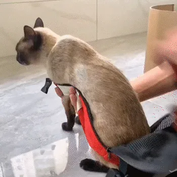 Pet Travel Backpack Image 1